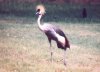 East African Crowned Crane - Balearica regulorum