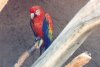 Scarlet Macaw