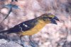 Black-headed Grosbeak - Sonoran Desert