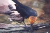 Yellow-headed Blackbird - Sonoran Desert