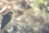 Blue-rumped Parrotlet - Sonoran Desert