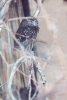 Elf Owl - Sonoran Desert