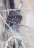 Elf Owl - Sonoran Desert