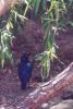 Glossy Starling