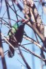 Blue Cheeked Barbet - Asia