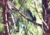 Blue-cheeked Barbet