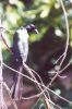 Racket-tailed Treepie