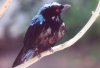 Fairy Bluebird - tropical Asia, Philippines