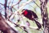 Bearded Barbet - Africa