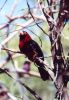 Bearded Barbet