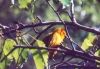 Taveta Golden Weaver - Kenya, Tanzania