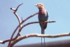 Lilac Breasted Roller - Africa