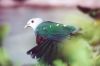 Wompoo Fruit-Dove - tropical Australia