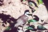 Spur-winged Plover - Africa