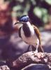 Blue Faced Honeyeater