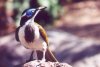 Blue Faced Honeyeater - tropics of Asia