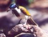 Blue Faced Honeyeater