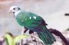 Wompoo Fruit-Dove - tropical Australia