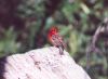 Madagascar Red Fody