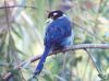 Long Tailed Broadbill