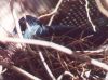 Nicobar Pigeon - tropical Asia