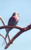 Lilac Breasted Roller