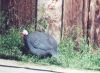 Guinea Fowl