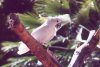 Cockatoo - 