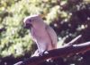 Greater Sulfur-crested Cockatoo - Australiasia