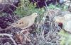 Mourning Dove - Sonoran Desert