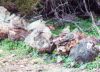 Mourning Doves - Sonoran Desert