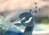 my peacock