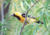 Hooded Oriole - Sonoran Desert