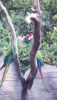 Military Macaws playing King of the Hill