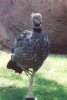 Crested Screamer