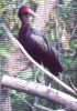 Puna Ibis