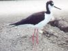 Black Necked Stilt - Sonoran Desert