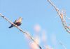 White Winged Dove - Sonoran Desert