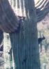 Woodpecker - Sonoran Desert