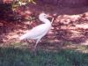 Cattle Egret - Sonoran Desert