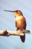 Rufous Hummingbird - Sonoran Desert