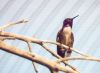 Costa's Hummingbird - Sonoran Desert