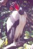 King Vulture - South America