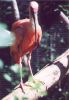 Scarlet Ibis - South America