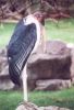 Marabou Stork