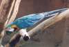 Blue and Gold Macaw