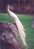 white Peacock - India