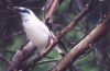 Bali Myna