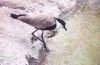 Spur-winged Plover