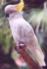 Cockatoo